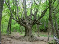 В Крыму растет 33 дерева, возраст которых более 1000 лет, 27 октября 2009