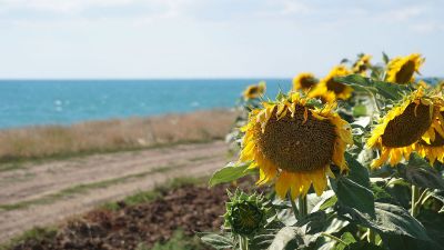 море берег подсолнухи