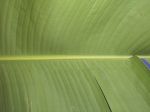 Миниатюра : лист банана
