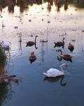 Лебеди на Сакском озере