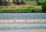 Фламинго прилетели в Саки