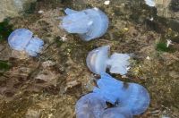 Нашествие медуз корнеротов