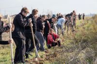 В Саках высадили 300 саженцев